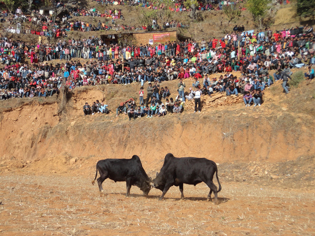 Maghe Sankranti also famous for Bull Fighting